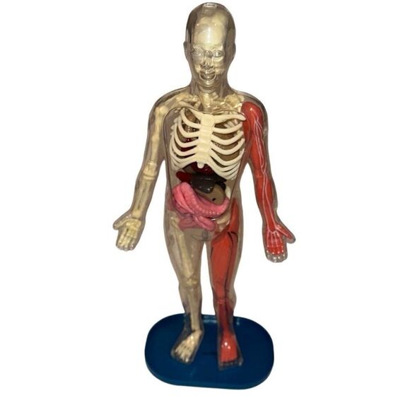 SmartLab Multicolor 29Pcs Educational Squishy Human Body Anatomy Model Kit 12" - Picture 3 of 9